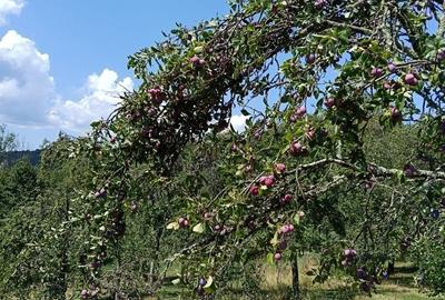 Casă cu 1 camere în Central