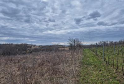 Teren agricol extravilan de 11400 mp, în Iabalcea - 10