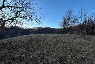 Teren de 4000 mp, în Gurguiata - 6