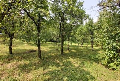 Teren Construcții intravilan de 6000 mp, în Breaza - 7