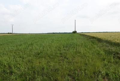 Teren de 10100 mp, în Tâncăbești - 5