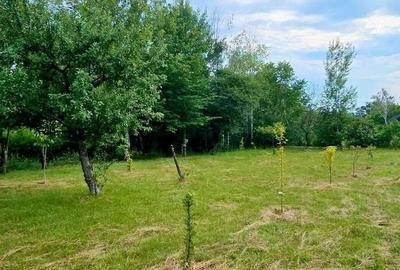 Casă cu 3 camere cu Teren 2952 Mp în Cerna