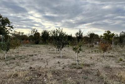 Teren de 1100 mp, în Călacea - 2
