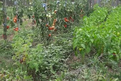Casă cu 3 camere cu Teren 5000 Mp în Mozăceni - 2