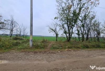 Teren de 3000 mp, în Brănești