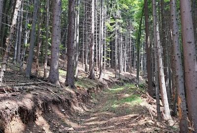 Teren de 67500 mp, în Valea