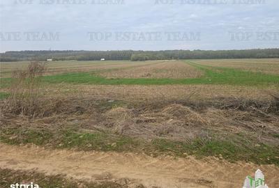 Teren de 7500 mp, în Dragomirești-Vale - 3