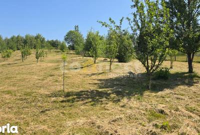 Teren de 1000 mp, în Baciu - 2