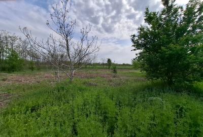 Teren Construcții intravilan de 3500 mp, în Periș - 4