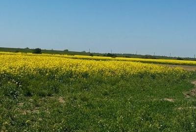 Teren de 7900 mp, în Cornetu