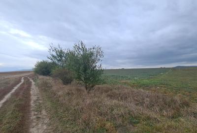 Teren agricol extravilan de 48100 mp, în Hălchiu - 8