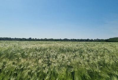 Teren agricol extravilan de 1100000 mp, în Stâlpu - 9