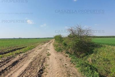 Teren agricol intravilan de 17900 mp, în Răcari - 7