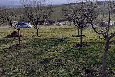 Teren de 550 mp, în Șura Mare - 3