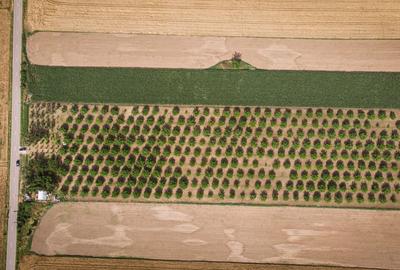 Teren agricol extravilan de 25000 mp, în Macea - 6