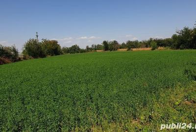 Teren de 2290 mp, în Drăgănești