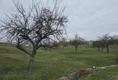 Teren de 9130 mp, în Jiblea Veche - 2