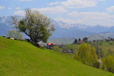 Teren de 970 mp, în Măgura - 2