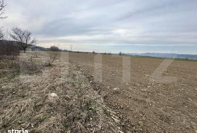 Teren de 32000 mp, în Băcia - 6