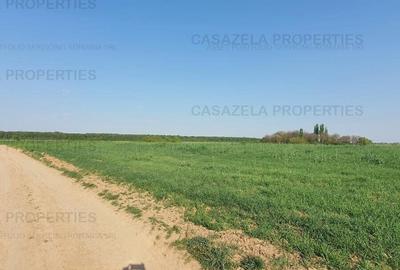 Teren agricol intravilan de 20000 mp, în Răcari - 6