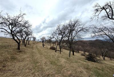Teren agricol extravilan de 34000 mp, în Șerani - 2