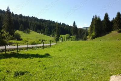 Teren de 12500 mp, în Lunca - 5