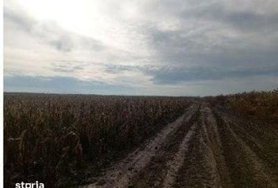 Teren de 5000 mp, în Lunca - 12
