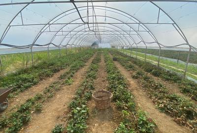Teren agricol extravilan de 5000 mp, în Udeni-Zăvoi - 2