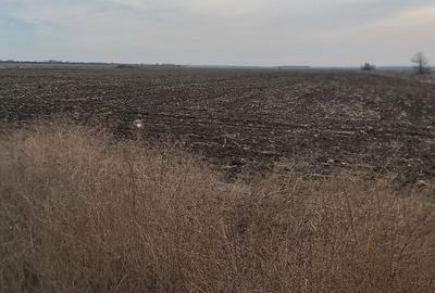 Teren agricol intravilan de 4.5 mp, în Brăilei - 12