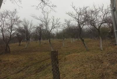 Teren de 3100 mp, în Berislăvești - 3