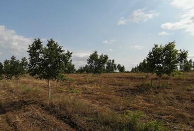 Teren de 49178 mp, în Slobozia Conachi - 1
