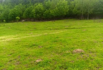 Teren de 5500 mp, în Drăganu - 1