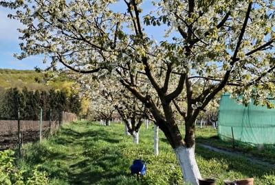 Casă individuală cu 4 camere cu Teren 800 Mp în Traian - 15