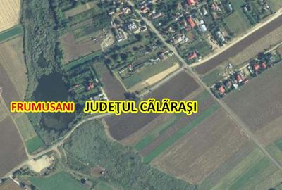 Teren de 12600 mp, în Frumușani - 2