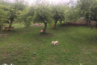 Teren de 4500 mp, în Baciu - 2