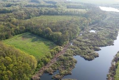 Teren Construcții intravilan de 25000 mp, în Moara Vlăsiei - 4