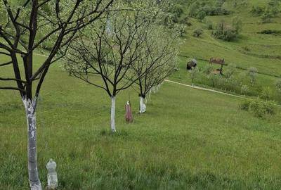 Teren de 7000 mp, în Rona de Jos - 7