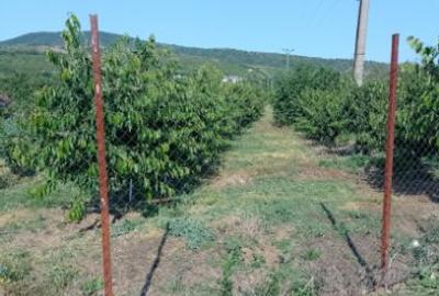 Teren intravilan de 5000 mp, în Cuvin - 4