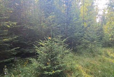 Teren de 6450 mp, în Neagra - 7
