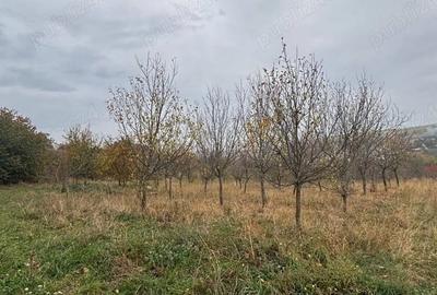 Teren de 4500 mp, în Comșești - 5