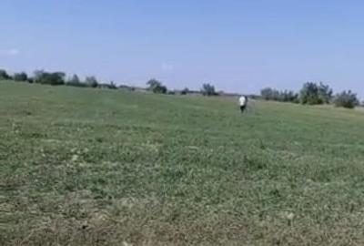 Teren în Periș
