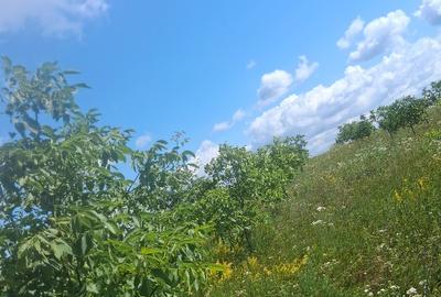 Teren agricol extravilan de 7000 mp, în Zvoriștea - 10