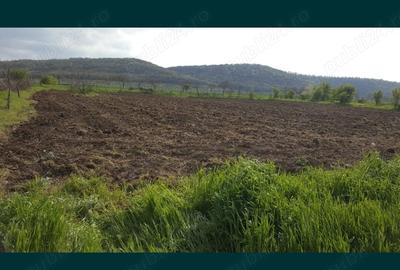 Teren de 6700 mp, în Sud - 7