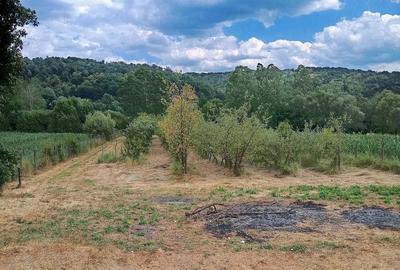 Teren de 3000 mp, în Ezeriș - 1