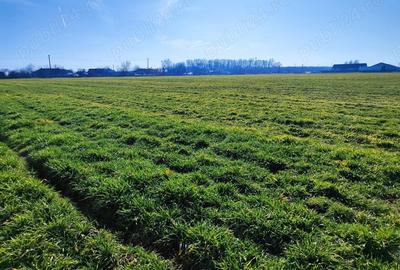 Teren de 43000 mp, în Căzănești - 7