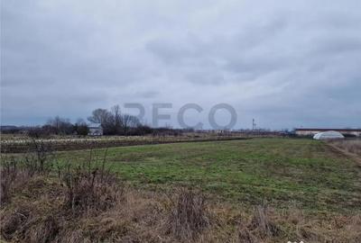 Teren de 1167 mp, în Borș - 6