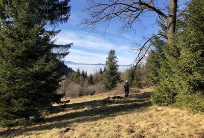 Teren de 4900 mp, în Central - 7