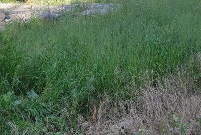 Teren de 2250 mp, în Albac