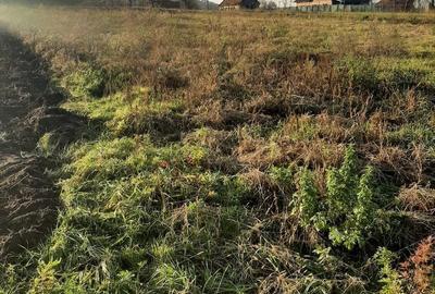 Teren agricol intravilan de 1260 mp, în Ususău - 2