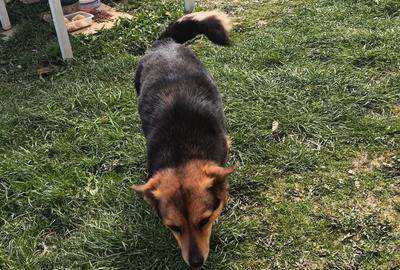 Teren de 3200 mp, în Ciurea